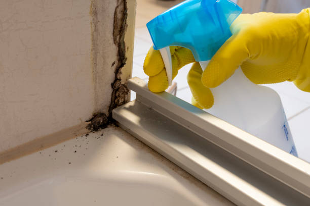 Home Mold Removal in Heath, OH